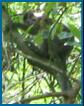 Macaque hiding in tree
