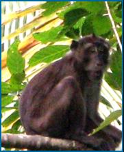 female Macaque