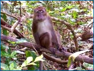 Macaque looking for papaya