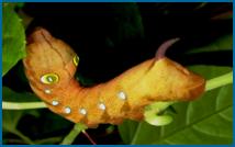 colourful catarpillar
