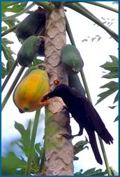 Large-billed Crow enjoying papaya