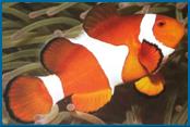 False Clown Anemone Fish
