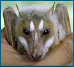 Fruit Bat (styloctenium mindorensis)