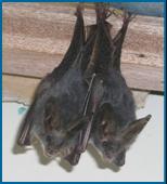 17 Feb 2011: a pair of bats found in no. 7