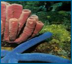 Pink Tube Sponge and Blue Seastar